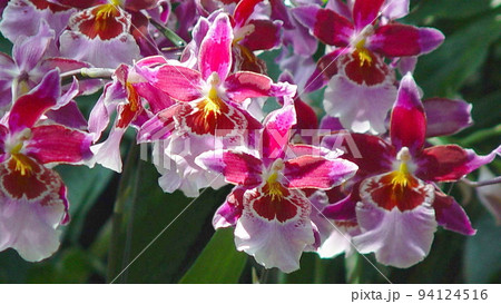 赤いランの花　蘭(4月)オドントグロッサム01H19.6 94124516