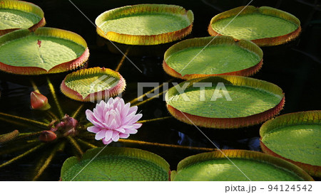水に浮かぶ睡蓮の花　熱帯植物(9月)オオオニバス(大鬼蓮)08H16.9 94124542