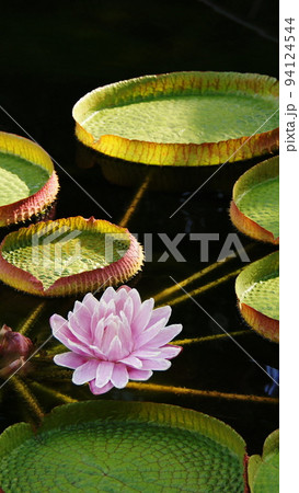 水に浮かぶ睡蓮の花 熱帯植物(9月)オオオニバス(大鬼蓮)08V9.16 水に浮かぶ睡蓮の花 熱帯植物(9月)オオオニバス(大鬼蓮)08V9.16 94124544