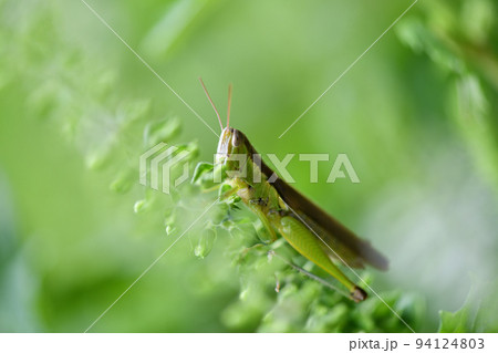 ハネナガイナゴと青紫蘇の花 ハネナガイナゴと青紫蘇の花 94124803