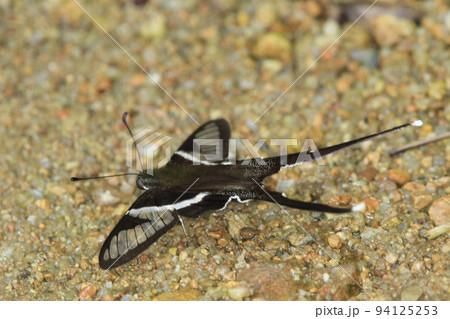 a Dragontail Lamproptera curius curius is a species of swallowtail butterfly a Dragontail Lamproptera curius curius is a species of swallowtail butterfly 94125253
