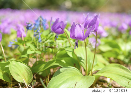満開のカタクリ 満開のカタクリ 94125353