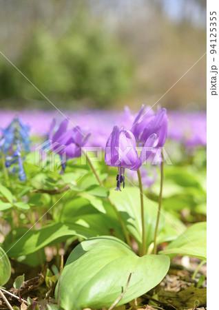 満開のカタクリ 満開のカタクリ 94125355