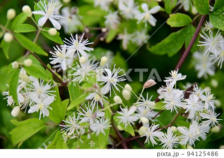 モミジカラマツソウの白い小花 94125486