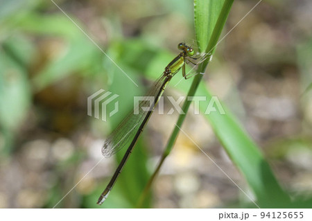 イトトンボ 94125655
