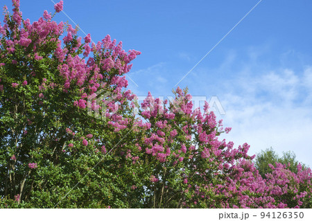 夏空と百日紅の花 夏空と百日紅の花 94126350