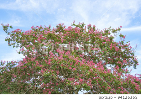 夏空と百日紅の花 夏空と百日紅の花 94126365