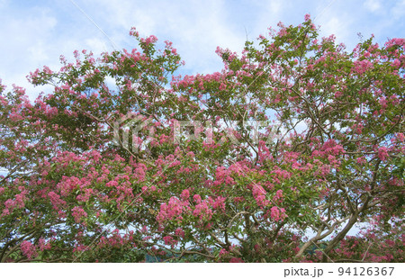 夏空と百日紅の花 94126367