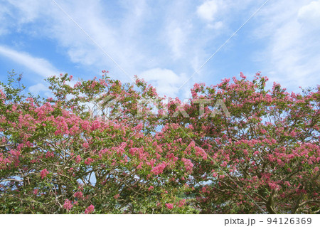 夏空と百日紅の花 94126369