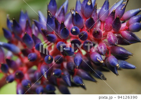 エクメア・フェンドレリ 94126390