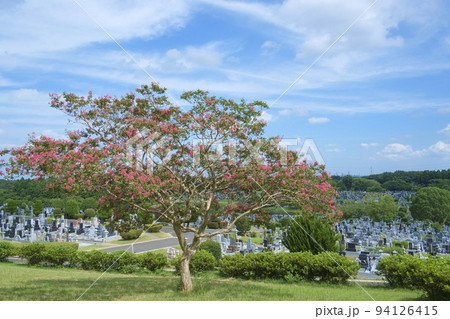 夏の公園墓地に咲く百日紅の花 夏の公園墓地に咲く百日紅の花 94126415