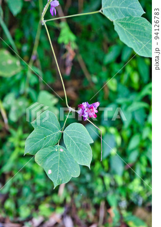 富山県魚津市の里山に見つけた葛の花 富山県魚津市の里山に見つけた葛の花 94126783