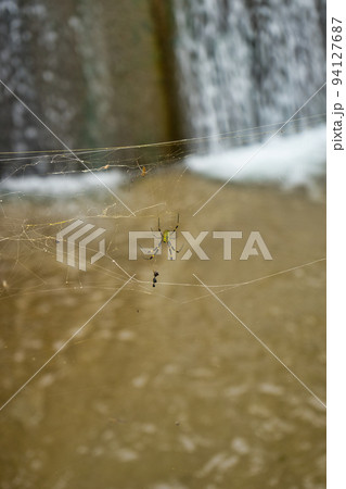 富山県魚津市の里山に見つけたジョロウグモ 94127687