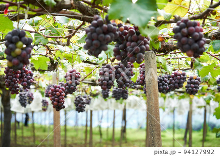 ぶどう畑　千葉県産の巨峰 94127992
