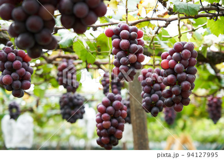 ぶどう畑　千葉県産の巨峰 94127995