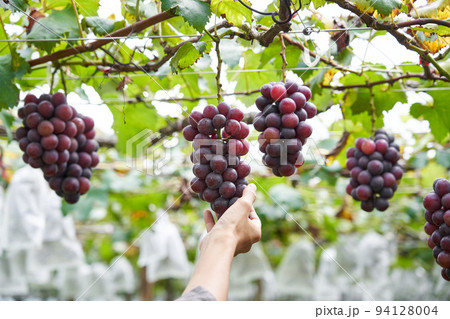 ぶどう畑　千葉県産の巨峰 94128004