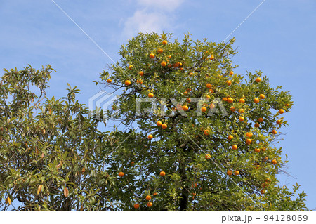世界遺産　本離宮二条城　みかんの木 94128069