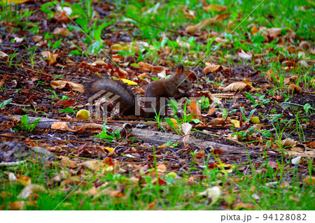 北海道・北海道大学・札幌農学校第2農場で見掛けた、丈夫な歯で木の実を食べるリス・札幌市(3) 北海道・北海道大学・札幌農学校第2農場で見掛けた、丈夫な歯で木の実を食べるリス・札幌市(3) 94128082
