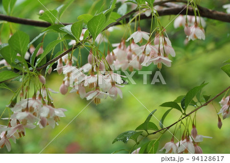 エゴノキの花 94128617