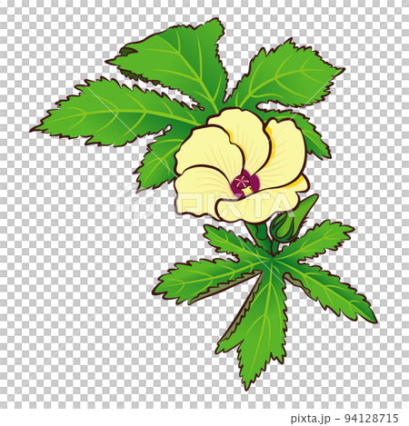 Okra's Flower 94128715