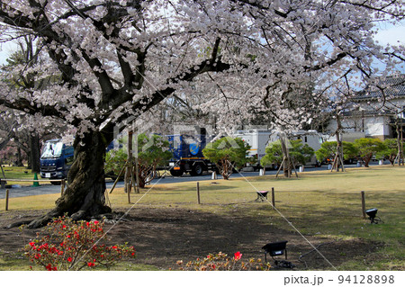 世界遺産 本離宮二条城 桜 と NHK中継機材 世界遺産 本離宮二条城 桜 と NHK中継機材 94128898