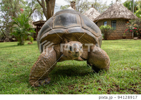Aldabra giant tortoise crosses lawn at lodge Aldabra giant tortoise crosses lawn at lodge 94128917