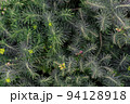 Euphorbia cypress Plant background macro texture Photo of good quality 94128918