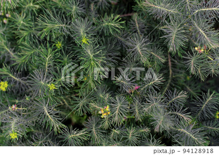 Euphorbia cypress Plant background macro texture Photo of good quality Euphorbia cypress Plant background macro texture Photo of good quality 94128918