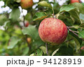 An apple on a branch. Vegetable background macro texture copyspace. Good quality photos 94128919