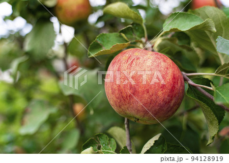 An apple on a branch. Vegetable background macro texture copyspace. Good quality photos An apple on a branch. Vegetable background macro texture copyspace. Good quality photos 94128919
