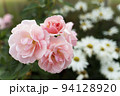 Buds of light pink roses on a blurred background with daisies 94128920