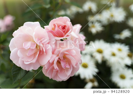 Buds of light pink roses on a blurred background with daisies Buds of light pink roses on a blurred background with daisies 94128920
