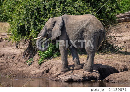 African bush elephant standing on riverbank drinking African bush elephant standing on riverbank drinking 94129071