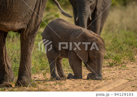 African bush elephant calf kneels on track African bush elephant calf kneels on track 94129103