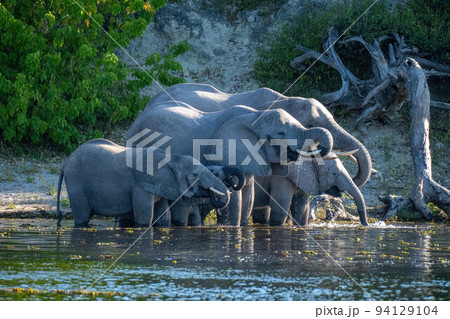 African bush elephant herd drinks from river African bush elephant herd drinks from river 94129104