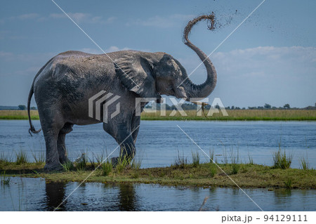 African bush elephant sprays mud over back African bush elephant sprays mud over back 94129111