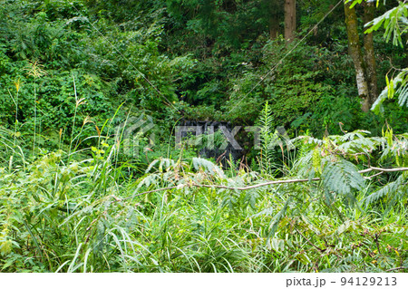富山県魚津市北山地区の河川や里山の様子など 94129213