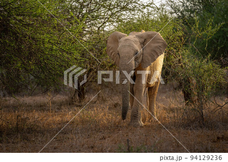 African bush elephant stands in forest clearing 94129236
