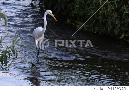 白鷺 94129396