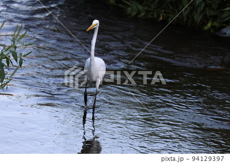 白鷺 94129397