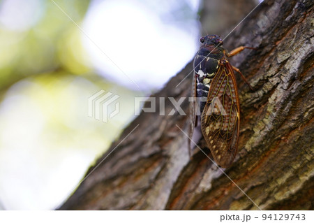 アブラゼミ ～夏の風物詩～ 94129743