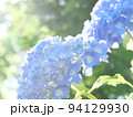 あじさい 94129930