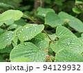 葉の水滴 94129932
