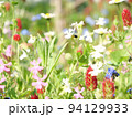 色とりどりのお花畑 94129933