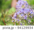 小花畑 94129934
