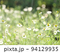 カモミール 94129935