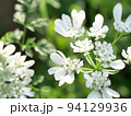 白い花 94129936
