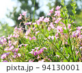 お花畑 94130001