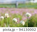 しろつめぐさ 94130002