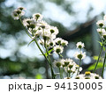 小花もよう 94130005